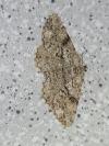 Peribatodes secundaria