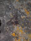 Poecilocampa populi