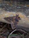 Poecilocampa populi