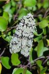 Griposia aprilina