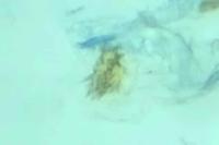 Mirificarma flavella