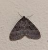 Operophtera brumata