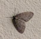 Operophtera brumata