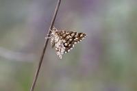 Chiasmia clathrata