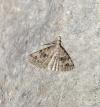 Alucita hexadactyla