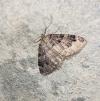 Triphosa dubitata
