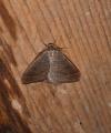 Theria primaria