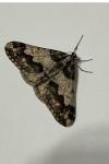 Agriopis leucophaearia