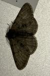 Phigalia pilosaria