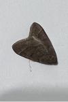 Theria primaria
