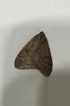 Theria primaria