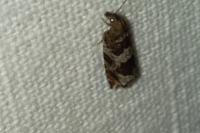 Ancylis achatana