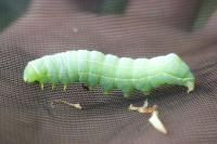 Asteroscopus sphinx