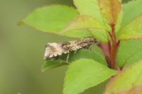 Celypha lacunana