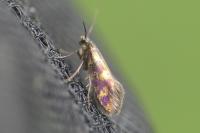 Micropterix tunbergella