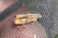 Olethreutes arcuella