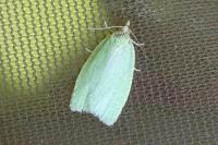 Tortrix viridana
