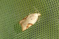 Acleris notana/ferrugana