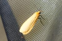 Wittia sororcula