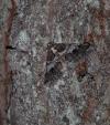 Agriopis leucophaearia
