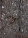 Apocheima hispidaria