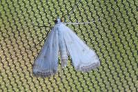 Cataclysta lemnata