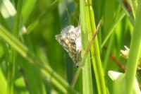 Elophila nymphaeata