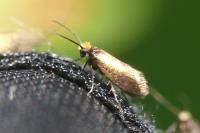 Micropterix calthella