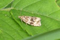 Celypha lacunana
