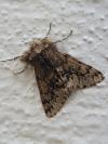 Apocheima hispidaria