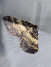 Earophila badiata