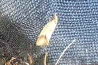 Agapeta zoegana