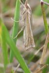 Ancylolomia tentaculella