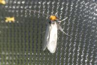 Cauchas rufifrontella