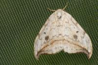 Drepana falcataria