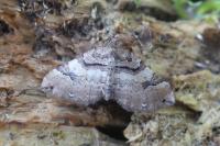 Earophila badiata