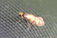 Micropterix tunbergella