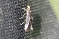 Spuleria flavicaput