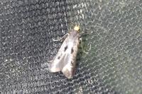 Spuleria flavicaput