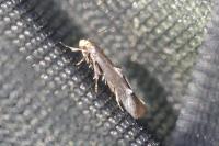 Spuleria flavicaput