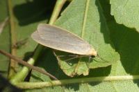 Collita griseola