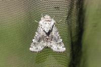 Hecatera bicolorata