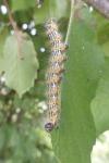 Phalera bucephala