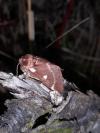 Eriogaster lanestris