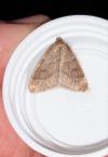 Theria rupicapraria