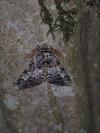 Biston strataria