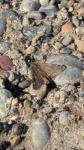 Boudinotiana notha