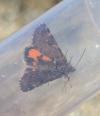 Boudinotiana notha