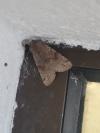 Orthosia incerta