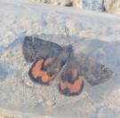 Boudinotiana touranginii